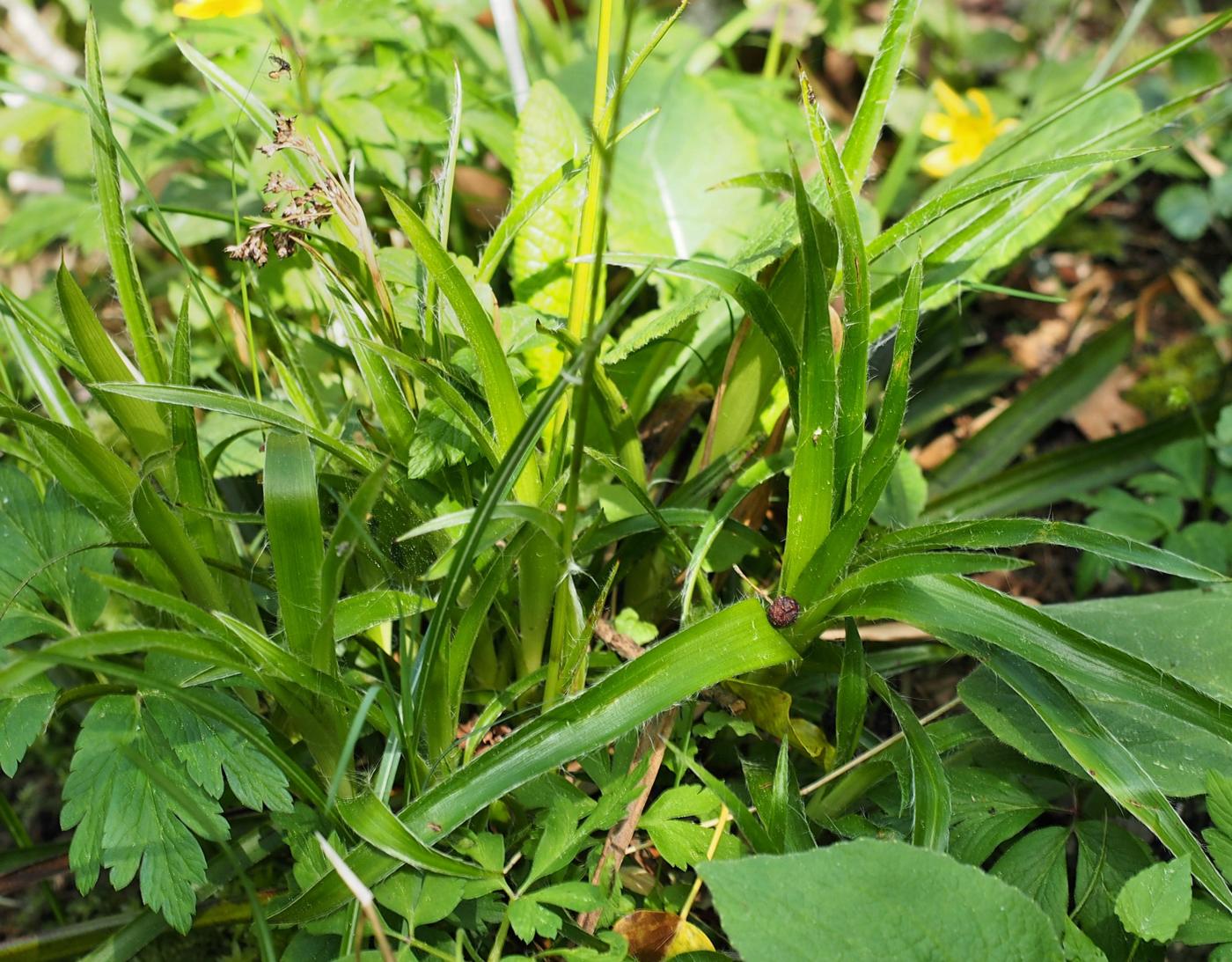 Woodrush, Greater plant